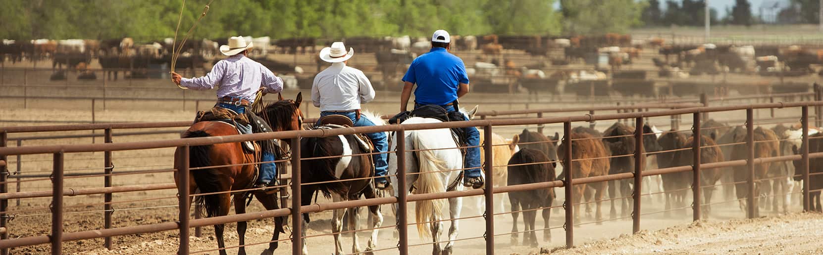 Livestock operators herding cattle on horseback - Zoetis
