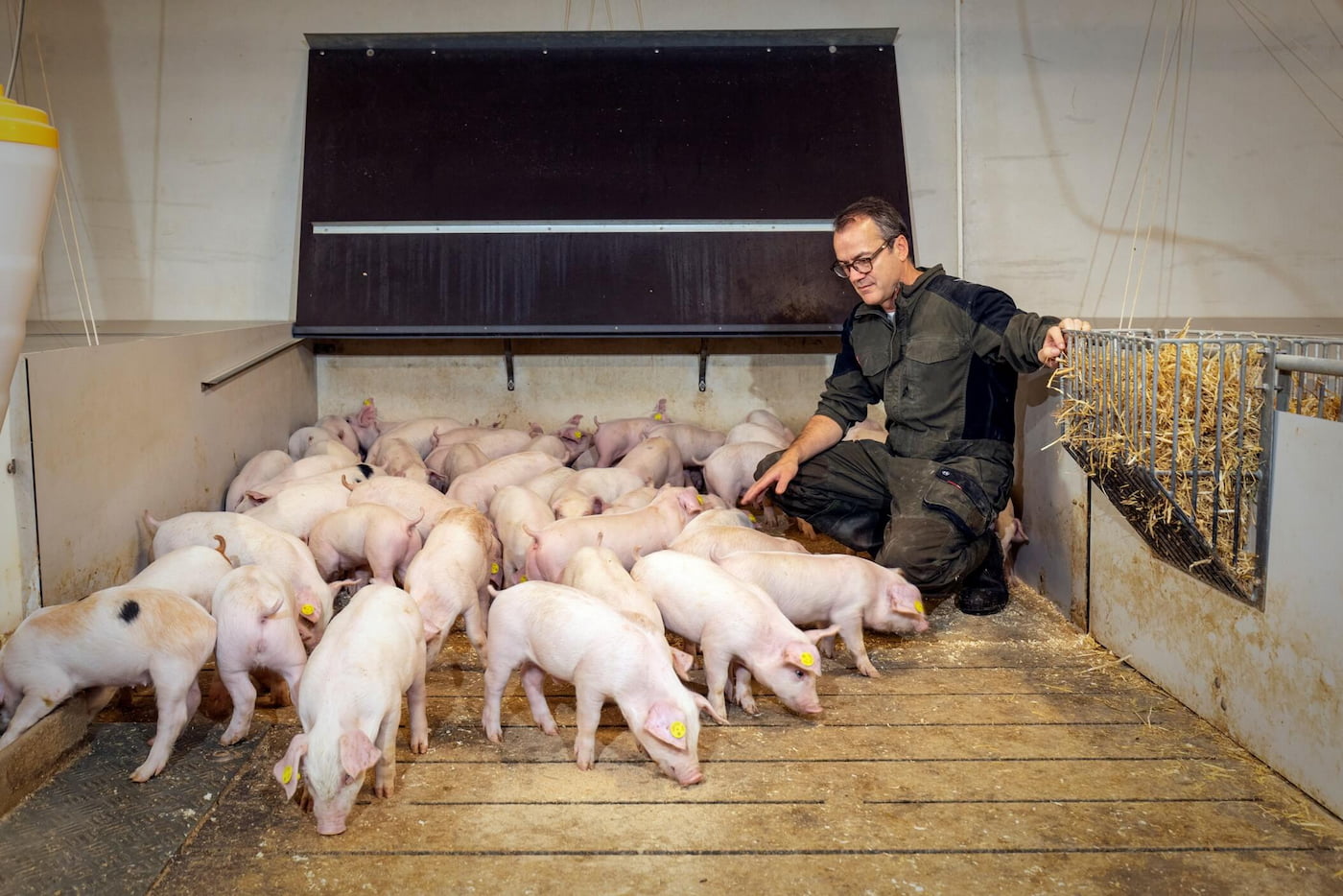 Zoetis veterinarian tending to pigs