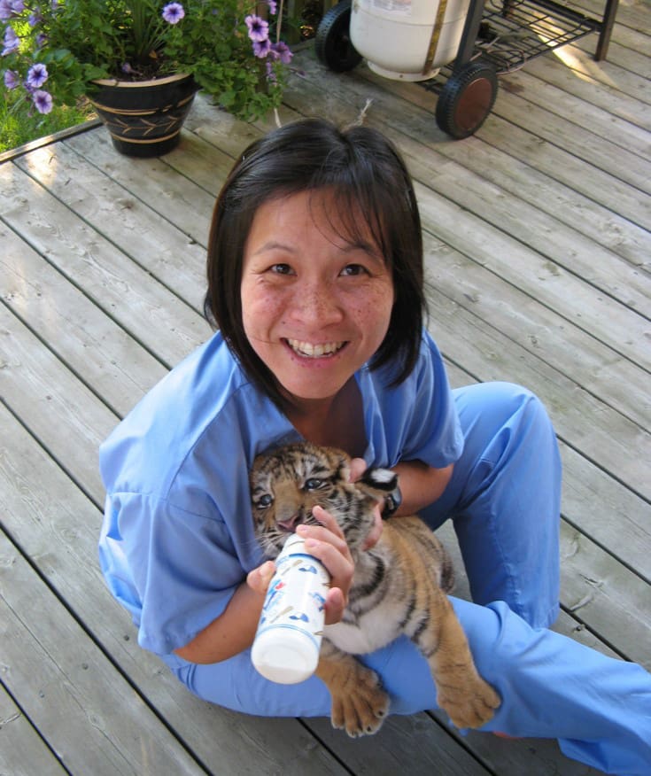 Zoetis veterinarian bottle feeding tiger cub 