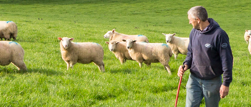 Livestock operator tending to sheep in pasture - Zoetis