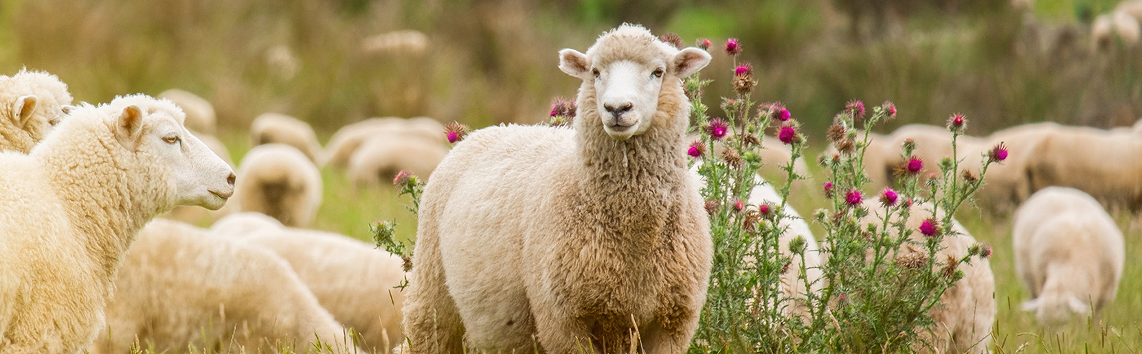 Sheep in Pasture - Zoetis