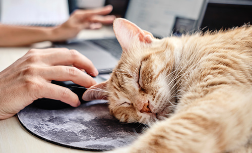 Cat sleeping next to owner working on computer - Zoetis