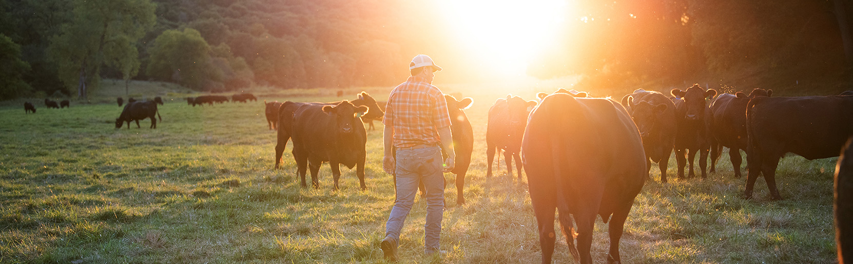 Livestock operator walking with cattle herd at sunset - Zoetis