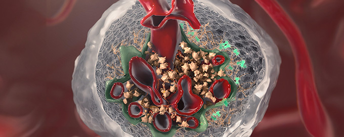 Glomerulus - Zoetis