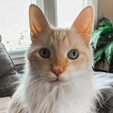 How an oral health test saved this cat’s life - Zoetis