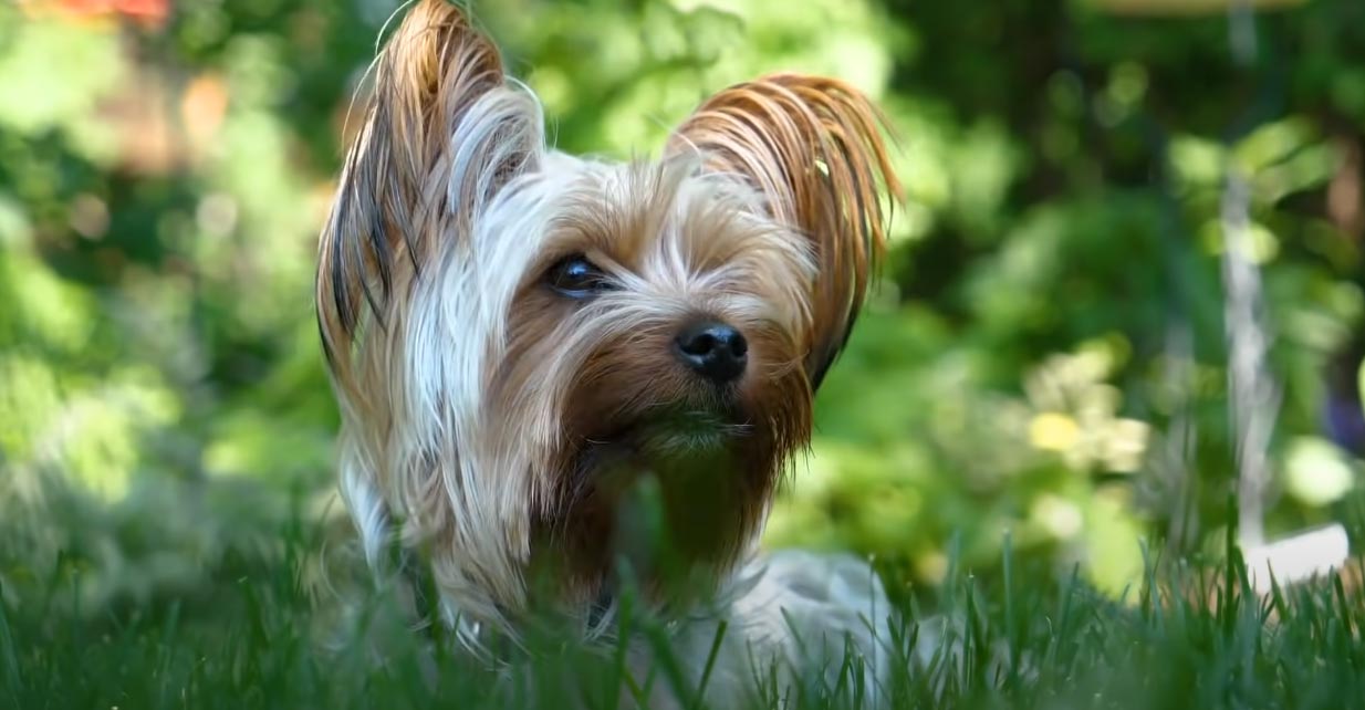 Yorkshire Terrier in grass - Zoetis