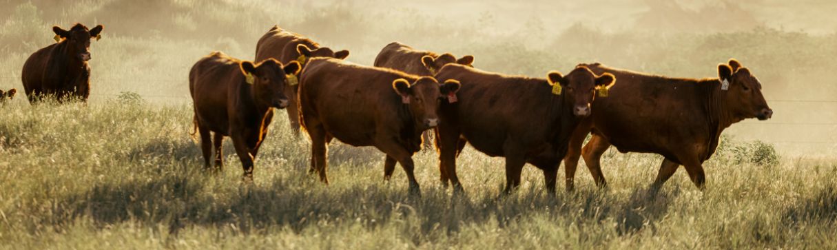 Beef cattle in field - Zoetis