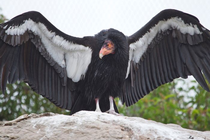 California Condor - Zoetis