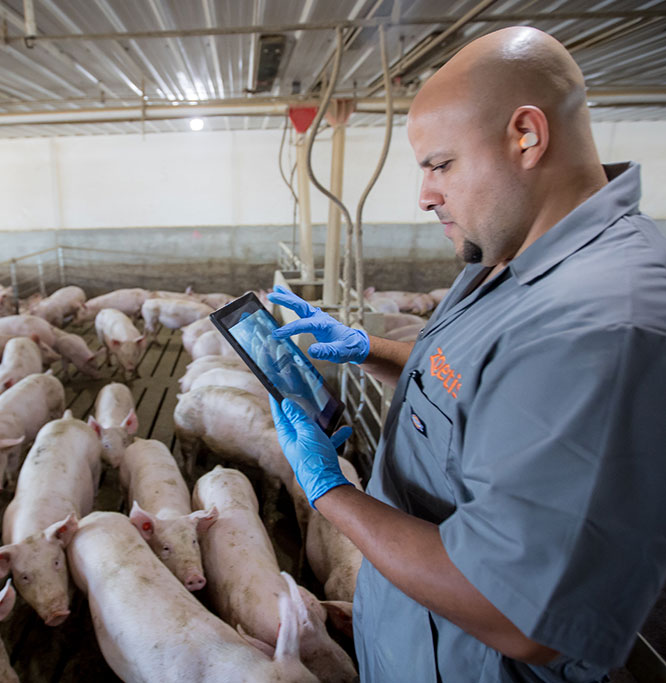 Swine and Zoetis colleague with tech - Zoetis