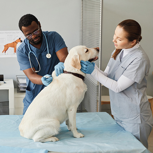 Two vets with a dog in clinic - Zoetis