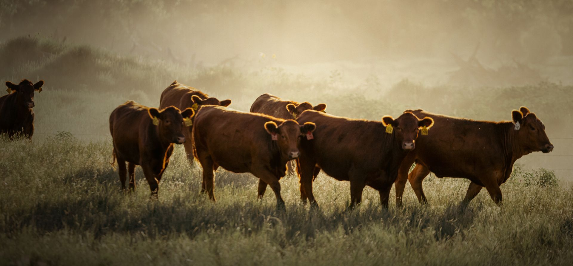 Beef cattle wandering - Zoetis