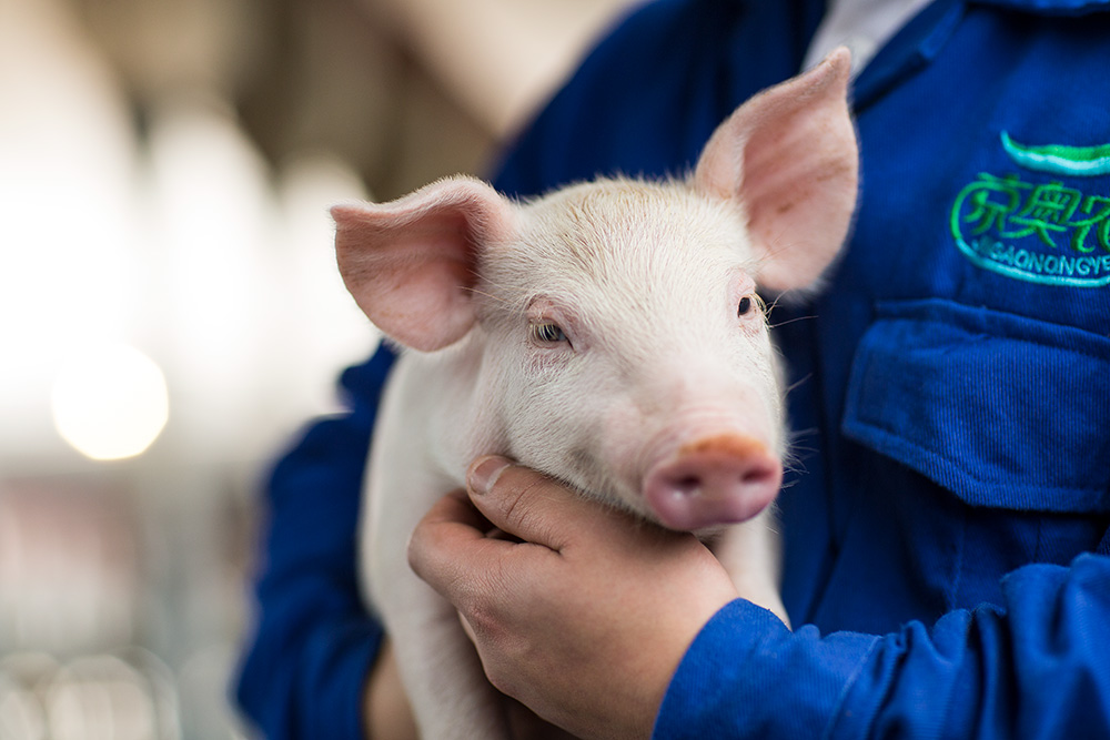 Person holding a young pig