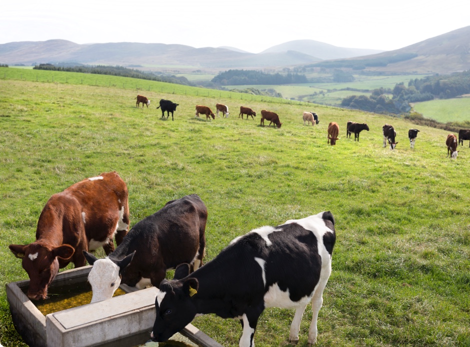 Cows feeding in a field